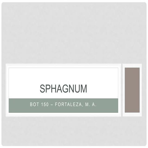 Sphagnum