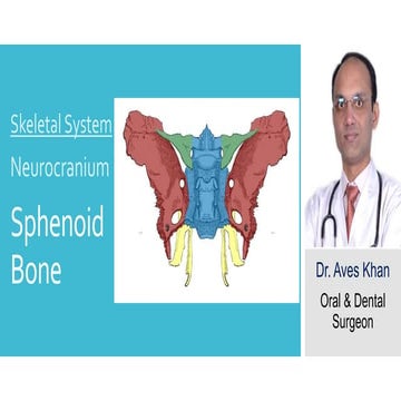 Skeletal System:- Neurocranium - Sphenoid bone