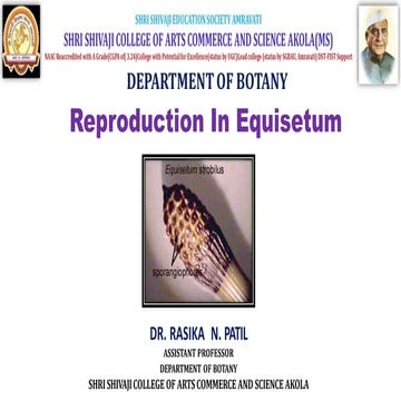 Reproduction In Sphenopsida