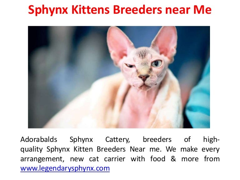 sphynx cat sale near me