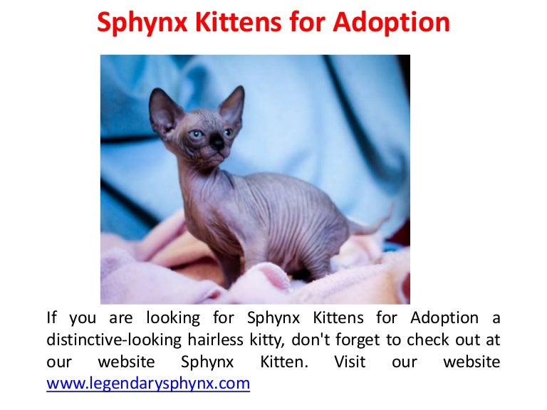 sphynx kittens for adoption near me
