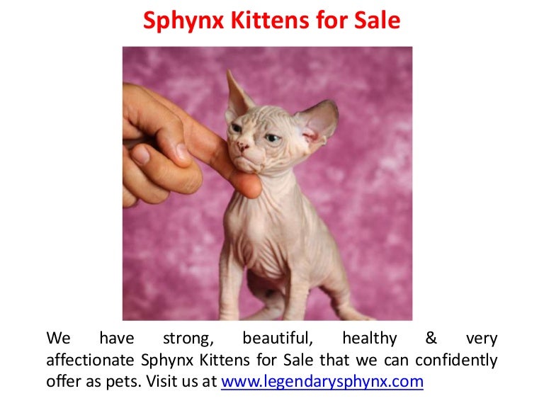 kittens for sale 2019