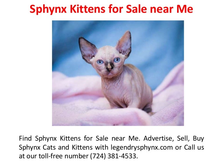 sphynx cat sale near me