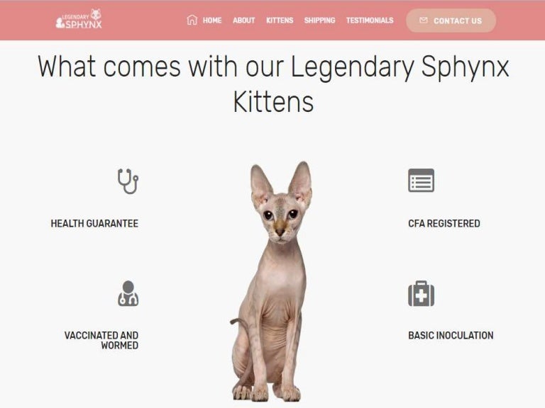 sphynx kittens for adoption near me