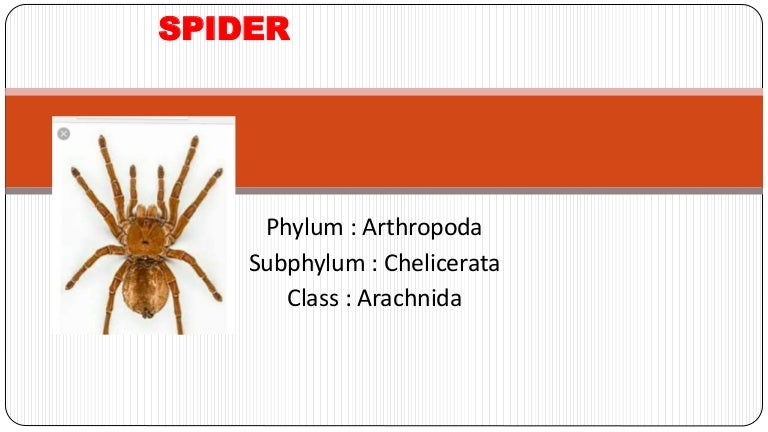 Spider Taxonomy
