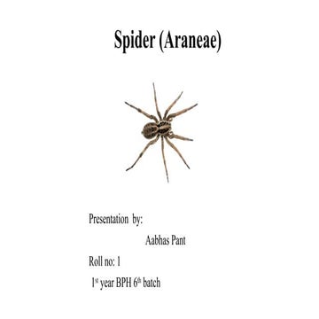 Spider (Araneae): Master Weavers of Nature's Webs