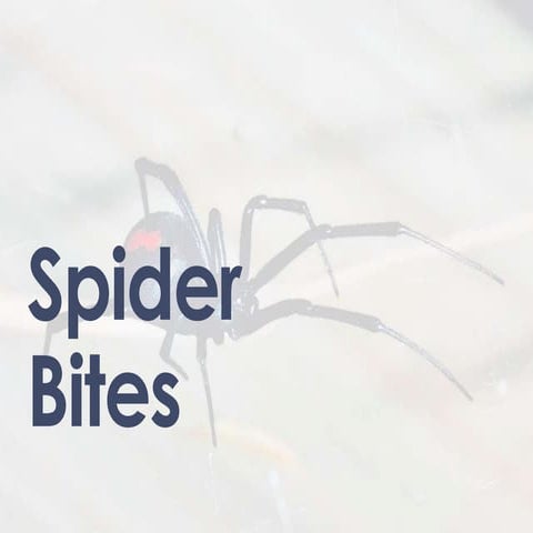 Managing Spider Bites in the ED