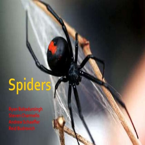 Spiders  ryan.steve.reid.schaeff