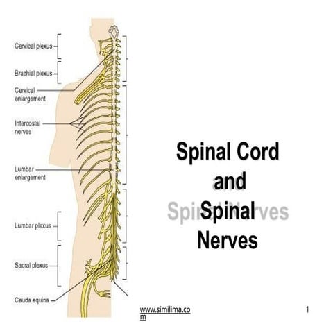 spinal cord and Spinal nerves indepth ppt | PDF