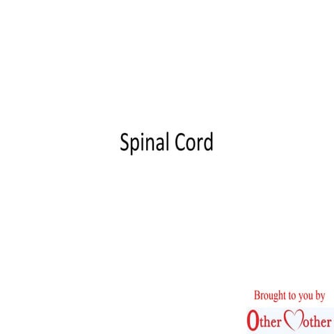 Spinal cord