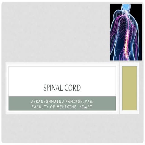 Spinal cord
