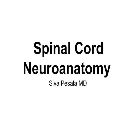 Spinal cord neuroanatomy