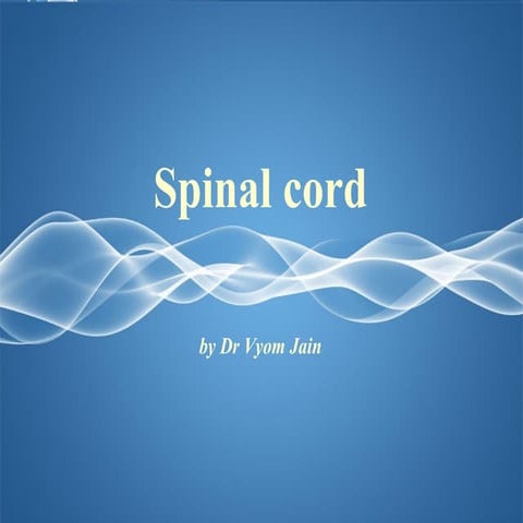 Spinal cord