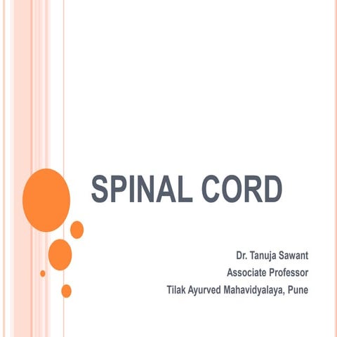 Spinal cord