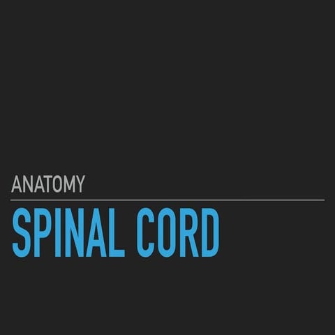 Spinal cord