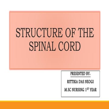 Spinal Cord