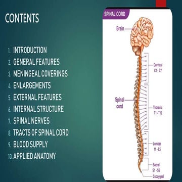 Spinal cord Gross anatomy with Clinical Anatomy.pptx