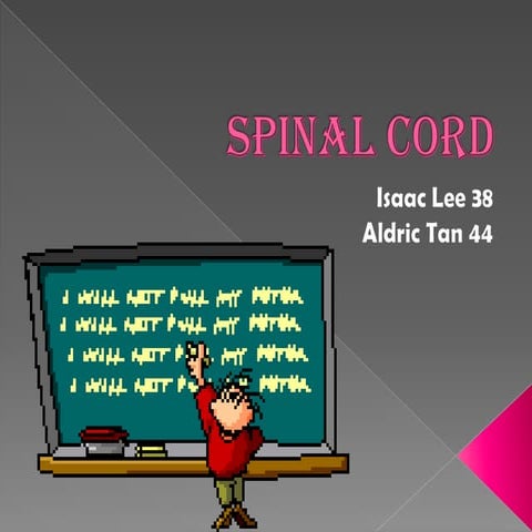 8/10 Spinal cord 