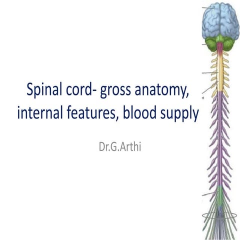 Spinal cord (2)