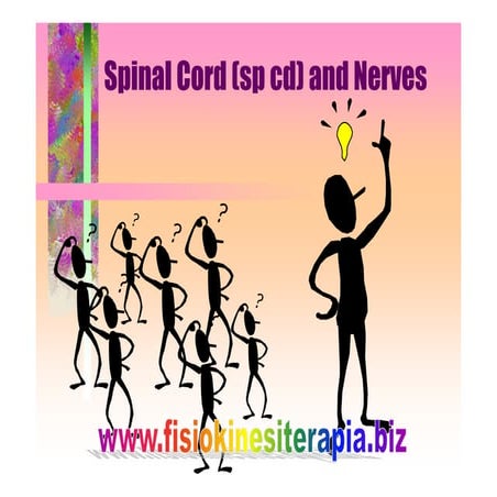 Comprehensive Overview of the Spinal Cord, Nerves, and Nervous System ...