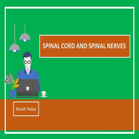 Spinal cord and spinal nerves