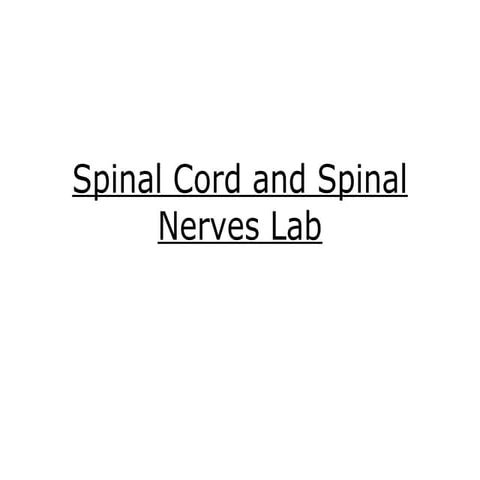 Spinal cord and spinal nerves lab