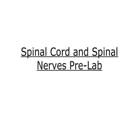 Spinal cord and spinal nerves lab