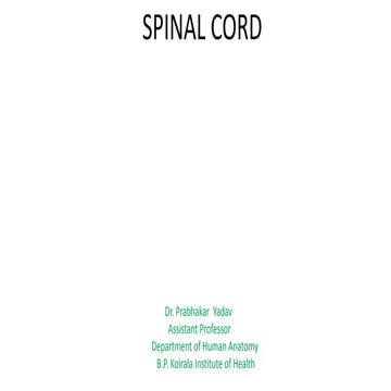 Spinal cord 