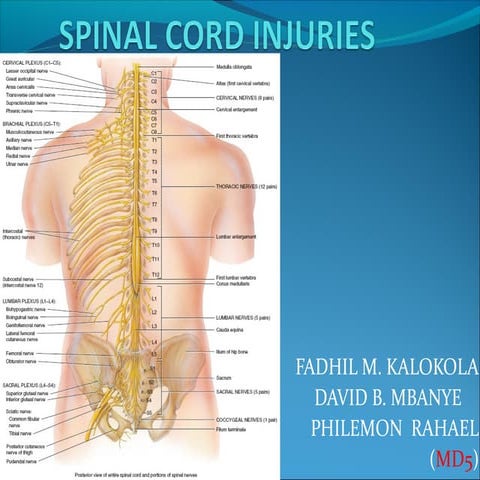 Spinal cord injuries