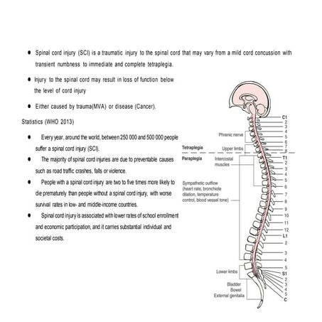 An Overview of Lumbar Spinal Cord Injury | PPTX