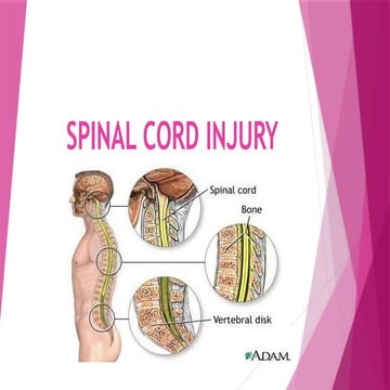spinal cord injury new, causes and risk factors, medical and surgical ...