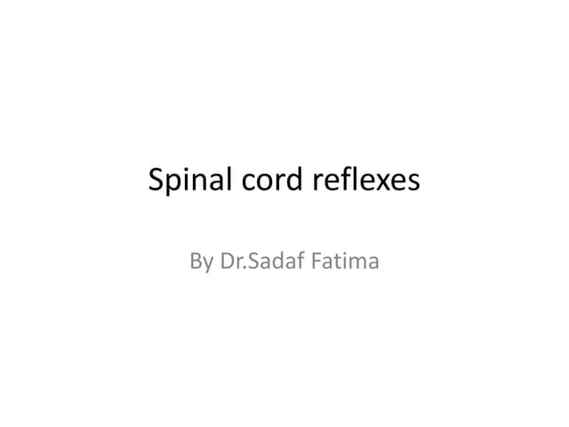 Spinal cord reflexes