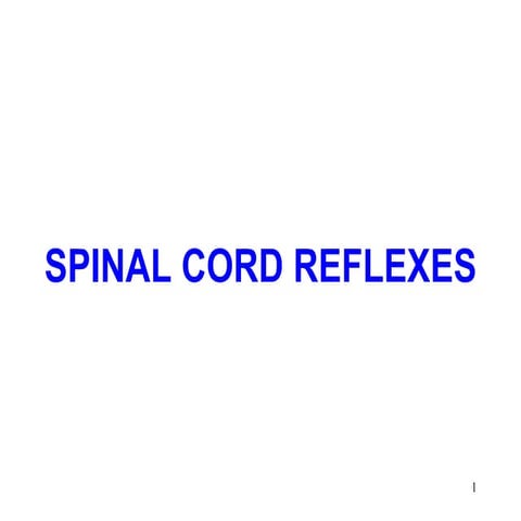 Spinal cord reflexes