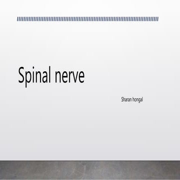 Spinal nerve