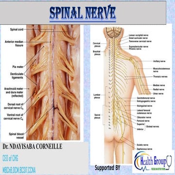 Gross anatomy and physiology Spinal nerve