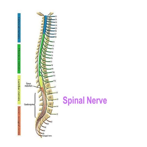 Anatomy - classification of spinal nerves .pptx