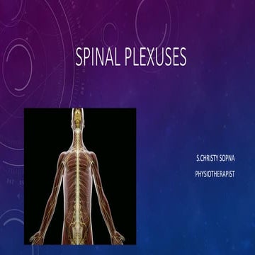 Spinal plexuses