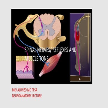 Comprehensive Overview of Spinal Reflexes and Muscle Tone Mechanisms | PDF