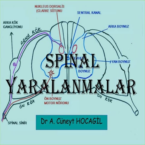 Spinal travma  (fazlası için www.tipfakultesi.org )