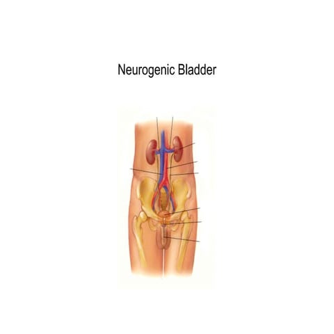spine6-mcgovern-sci-and-neurogenic-bladder-and-bowel.pdf
