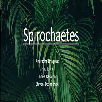 Spirochates