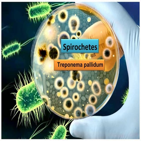 Spirochetes for undergraduate students. treponema, leptospira, borrelia