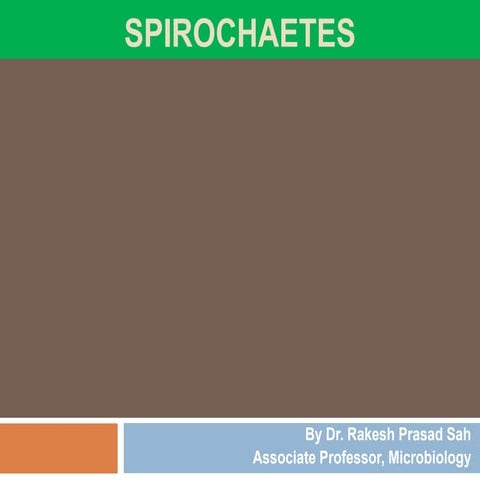 Spirochete (Treponema and Borrelia)