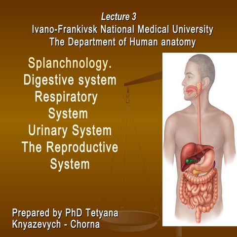 Splanchnology.digestive system respiratory system