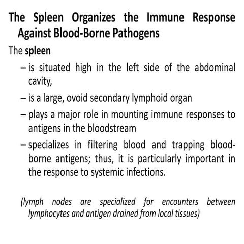 Spleen Function In Immune System