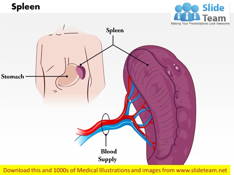 Spleen medical images for power point