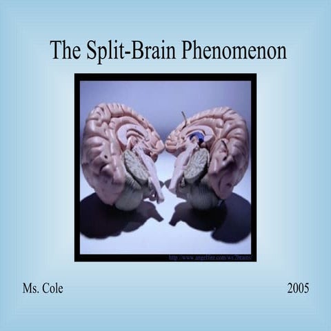 Split brain Phenomenon