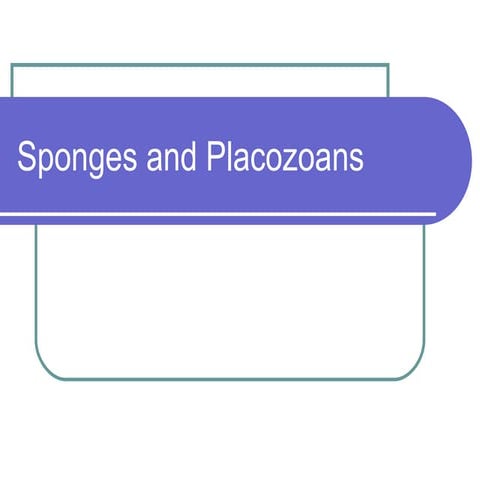 Sponges And  Placozoa(2)