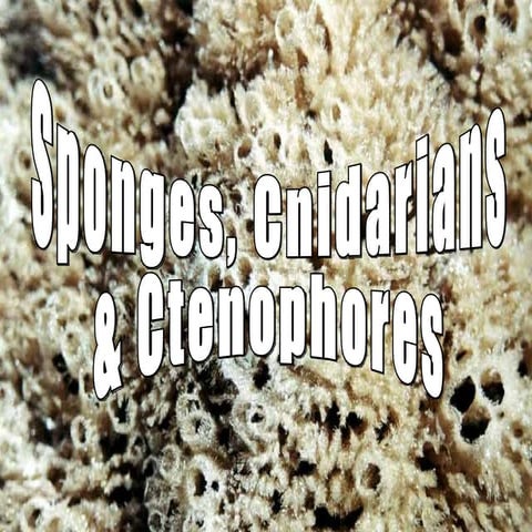 Sponges&Cnidarians 08