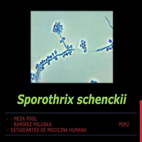 Sporothrix schenckii
